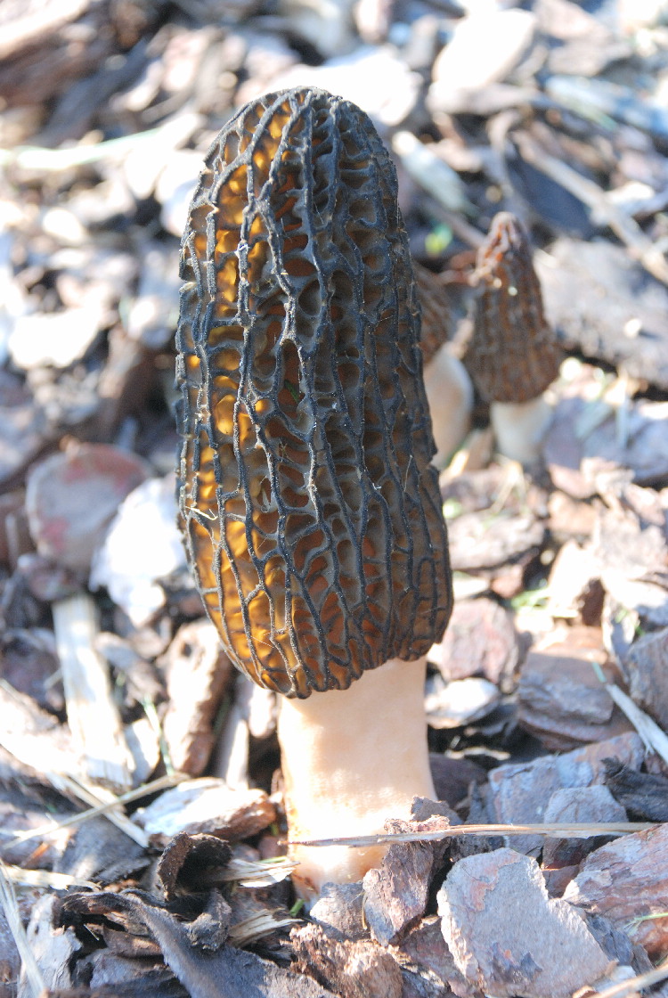 Habitat : aree verdi di supermercati
